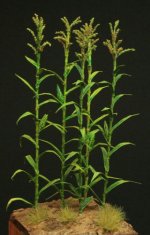 corn-plants.jpg