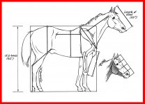 horse-anatomy1.jpg