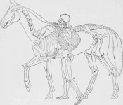 Comparative-View-of-Skeletons-of-Man-and-Horse.jpg