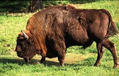 European Bison.jpg