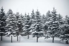 snow_pine_trees.jpg