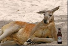 FunnyPart-com-drunk_kangaroo_thumb[1].jpg