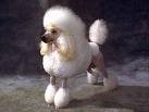 French poodle.jpg