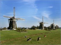 windmolen Nl.jpg