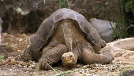 Lonesome_George-500x286.jpg