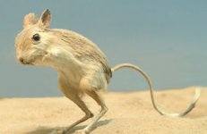 jerboa_lg01.jpg