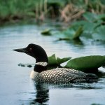 mn_common_loon5.jpg