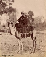 dromedary_camel2.jpg