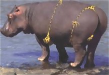 hippobikini2.jpg