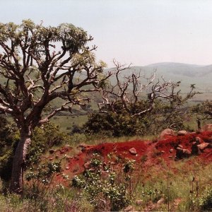 Misc Zululand scenery, nr Babanango.   Taken while out walking prior to Xmas dinner, 1998.   Stayed @ Babanango Hotel: bar festooned with costumes & i