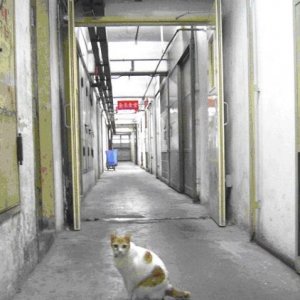 We were led through an endless maze of corridors, until we arrived outside the yellow gates of JJD’s Workshop, guarded by the 6th Floor Cat.