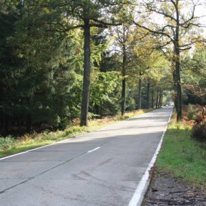 Looking north up the good road through the western edge of the Hurtgen Forest