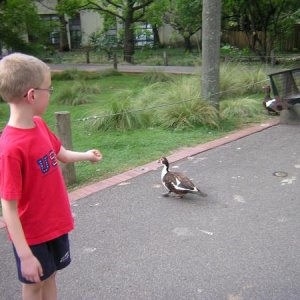 We couldn't tell which birds were from the zoo exhibits and which were just passing through