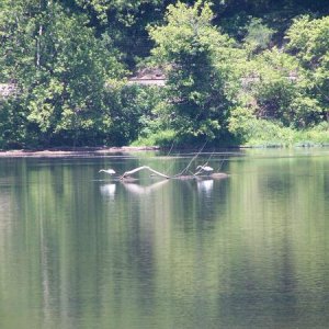 Herons on the New River