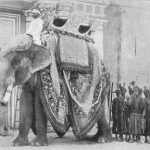 Elephant of Jaipur(2)