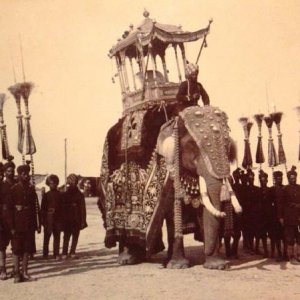 Elephant of Mysore