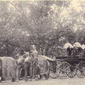 Golden elephant 'four in hand' owned by the Majarajah of Darbhanga.