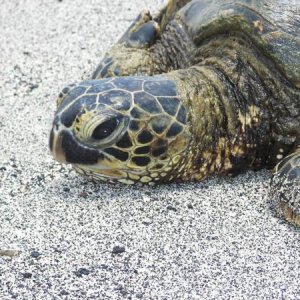 100 1496

Honu, green sea turtle