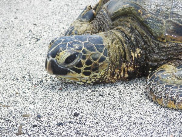 100 1496

Honu, green sea turtle