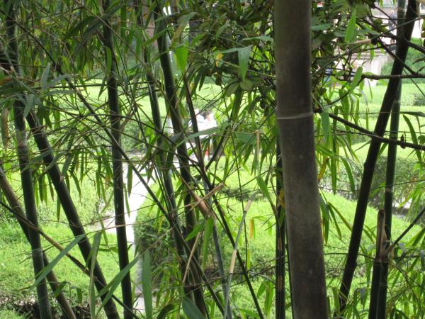 Beautiful Kowloon Park