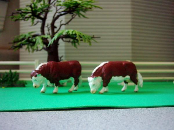 Herefords