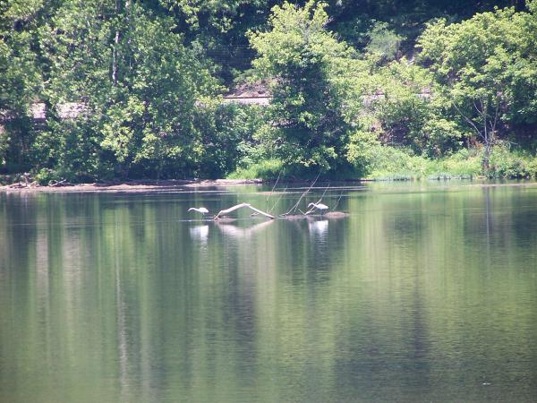 Herons on the New River