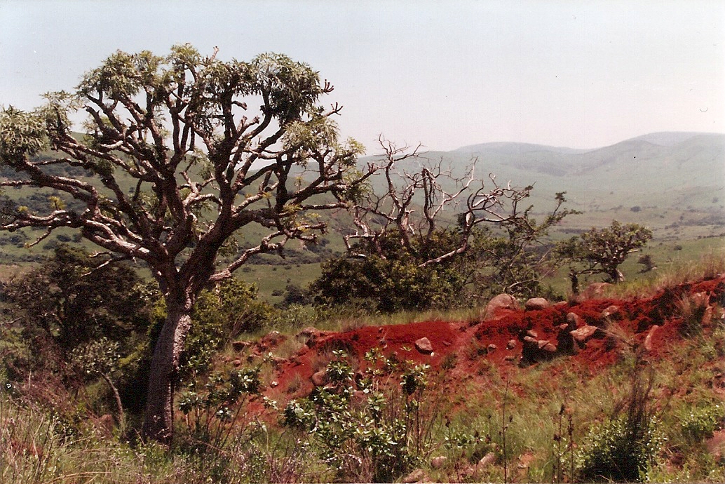 Misc Zululand scenery, nr Babanango.   Taken while out walking prior to Xmas dinner, 1998.   Stayed @ Babanango Hotel: bar festooned with costumes & i