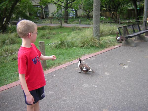 We couldn't tell which birds were from the zoo exhibits and which were just passing through