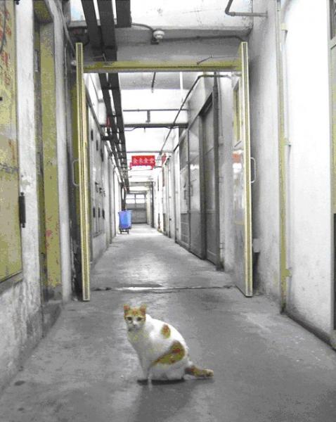 We were led through an endless maze of corridors, until we arrived outside the yellow gates of JJD’s Workshop, guarded by the 6th Floor Cat.